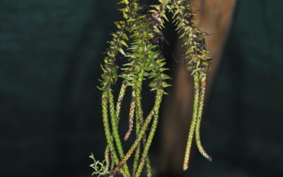 Phlegmariurus hellwigii