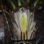 Leptopteris alpina