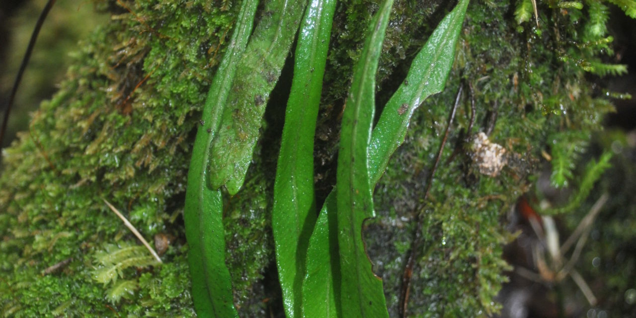 Elaphoglossum cf angulatum