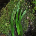 Elaphoglossum cf angulatum