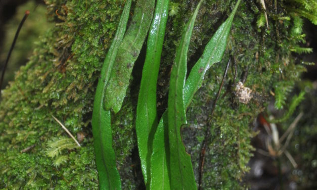 Elaphoglossum cf angulatum