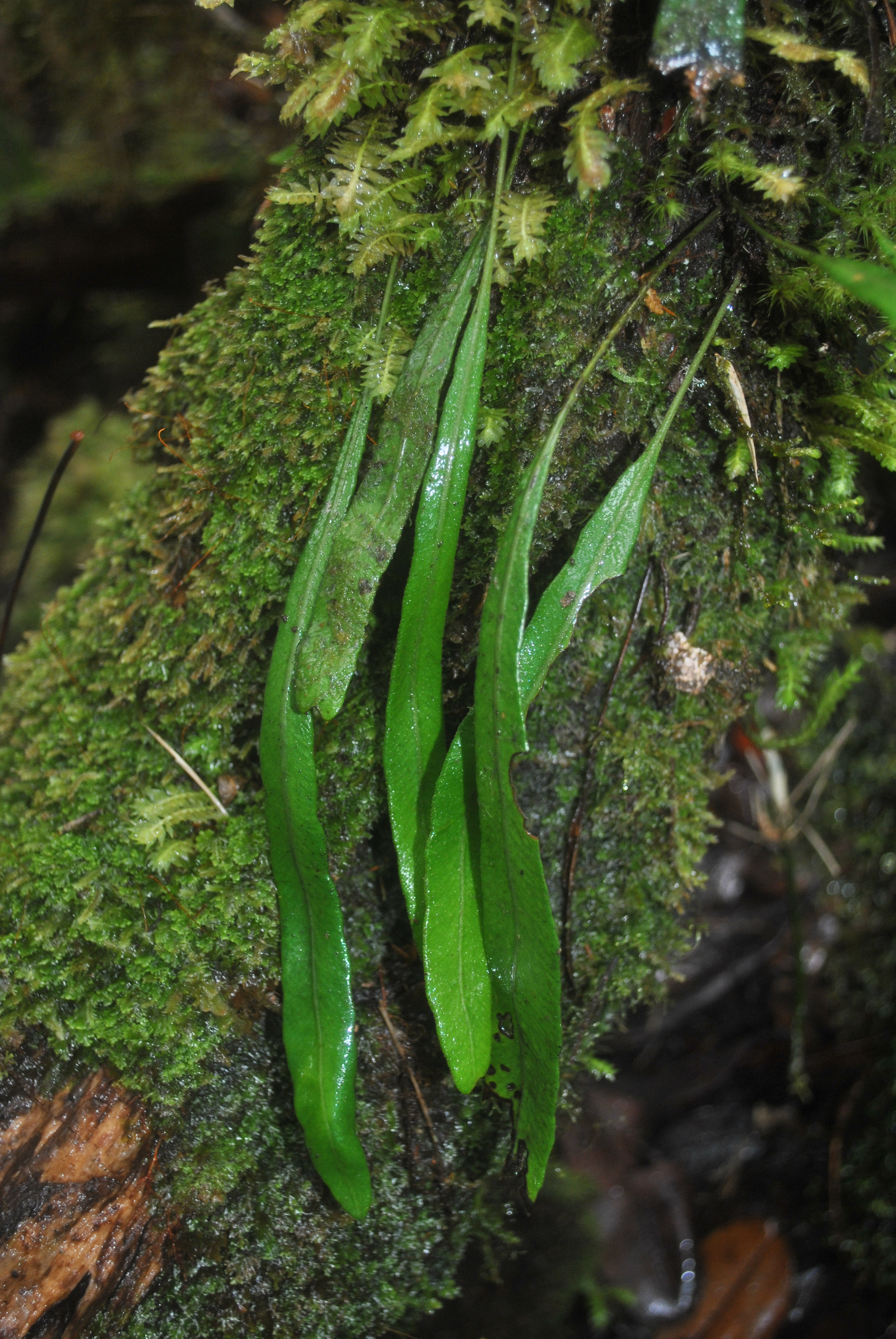 Elaphoglossum cf angulatum