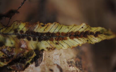 Oreogrammitis reinwardtii