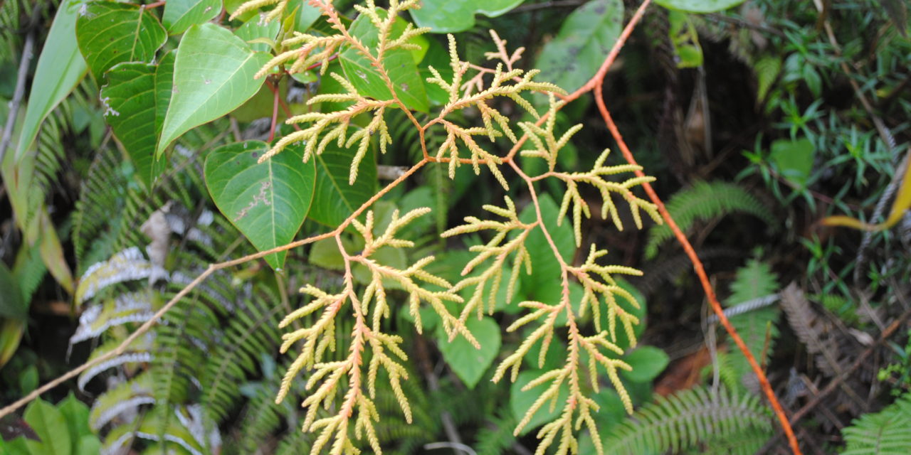 Pseudodiphasium volubile