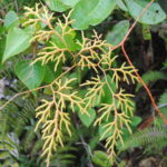 Pseudodiphasium volubile