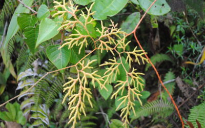 Pseudodiphasium volubile