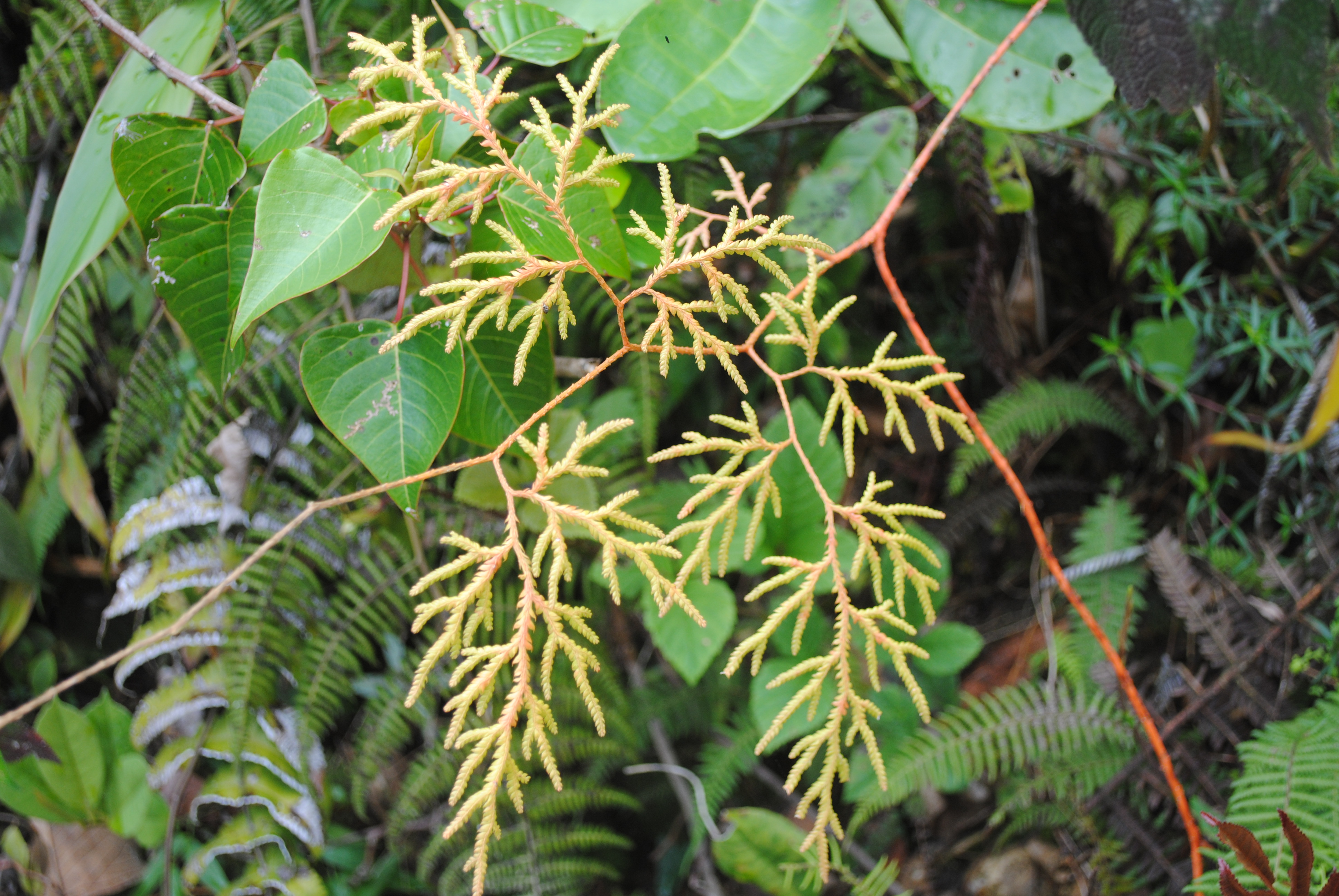 Pseudodiphasium volubile