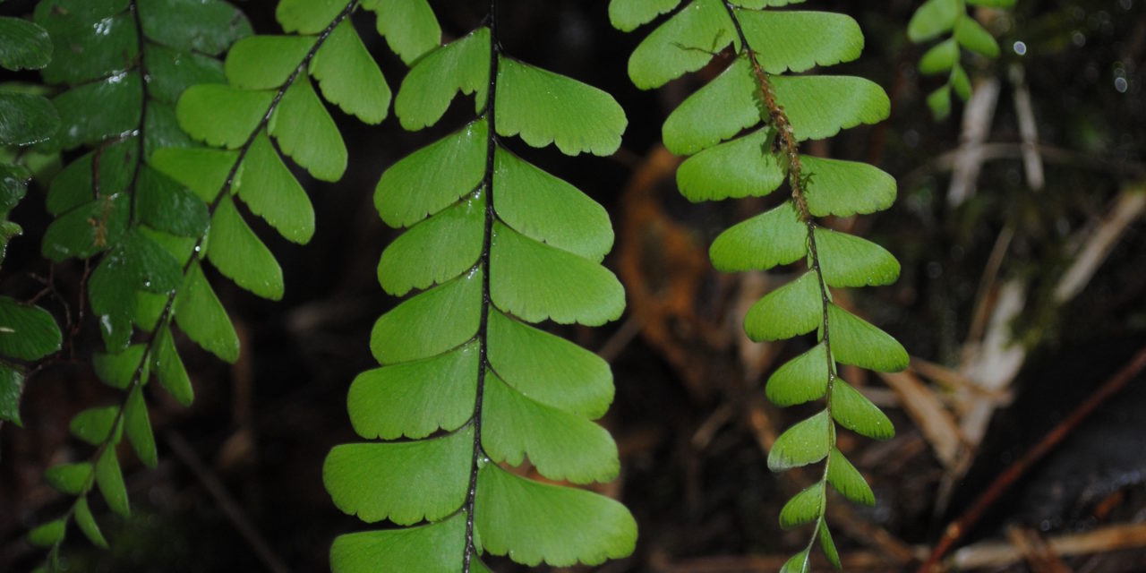 Adiantum aneitense