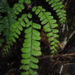 Adiantum aneitense