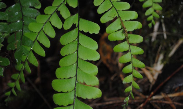 Adiantum aneitense