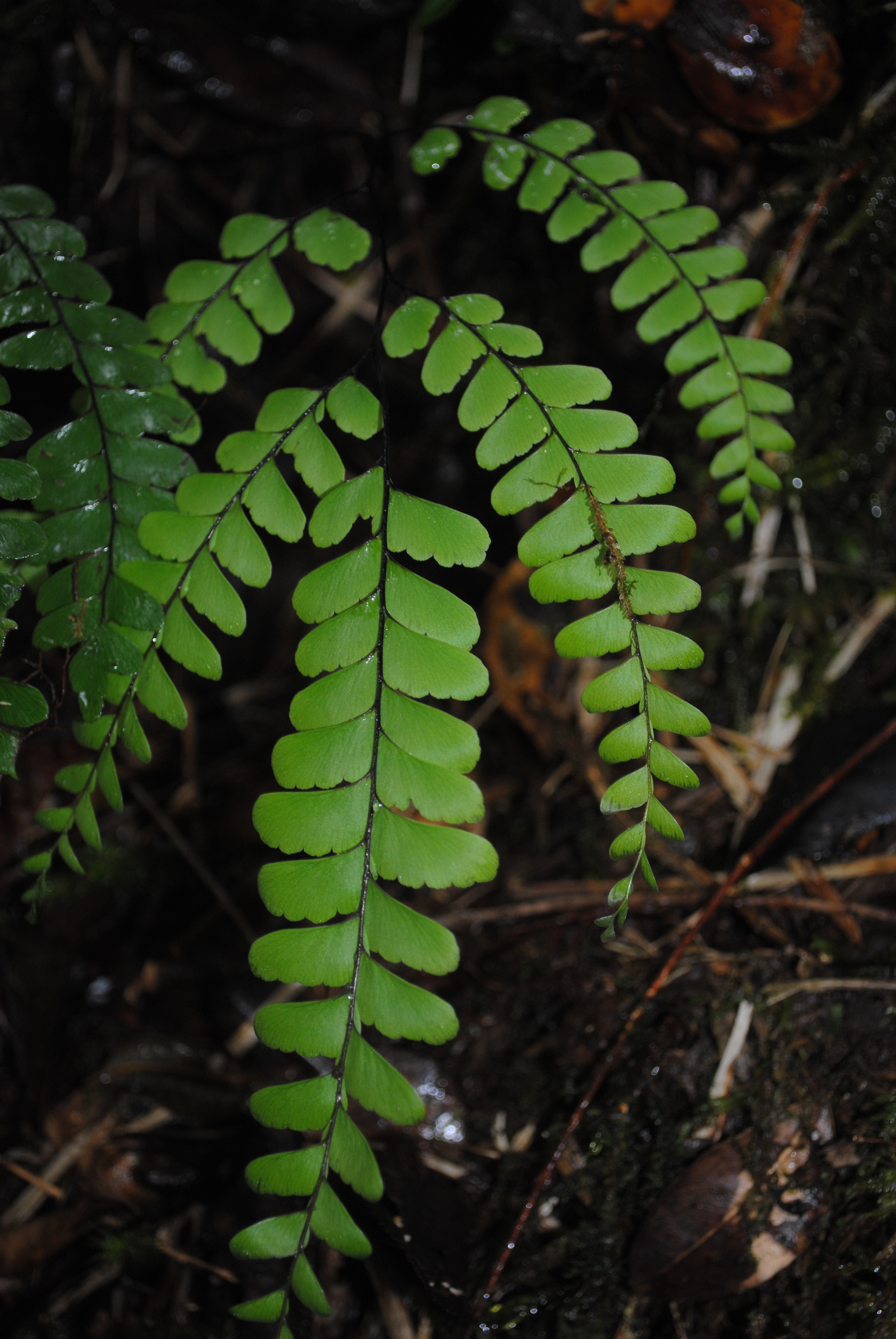 Adiantum aneitense