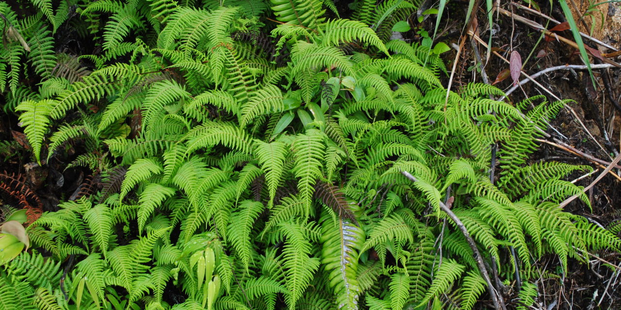 Parathelypteris beddomei