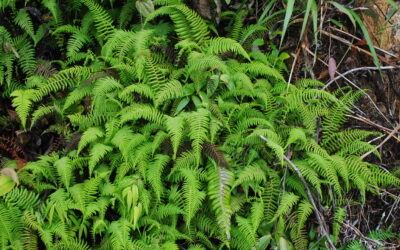 Amauropelta beddomei