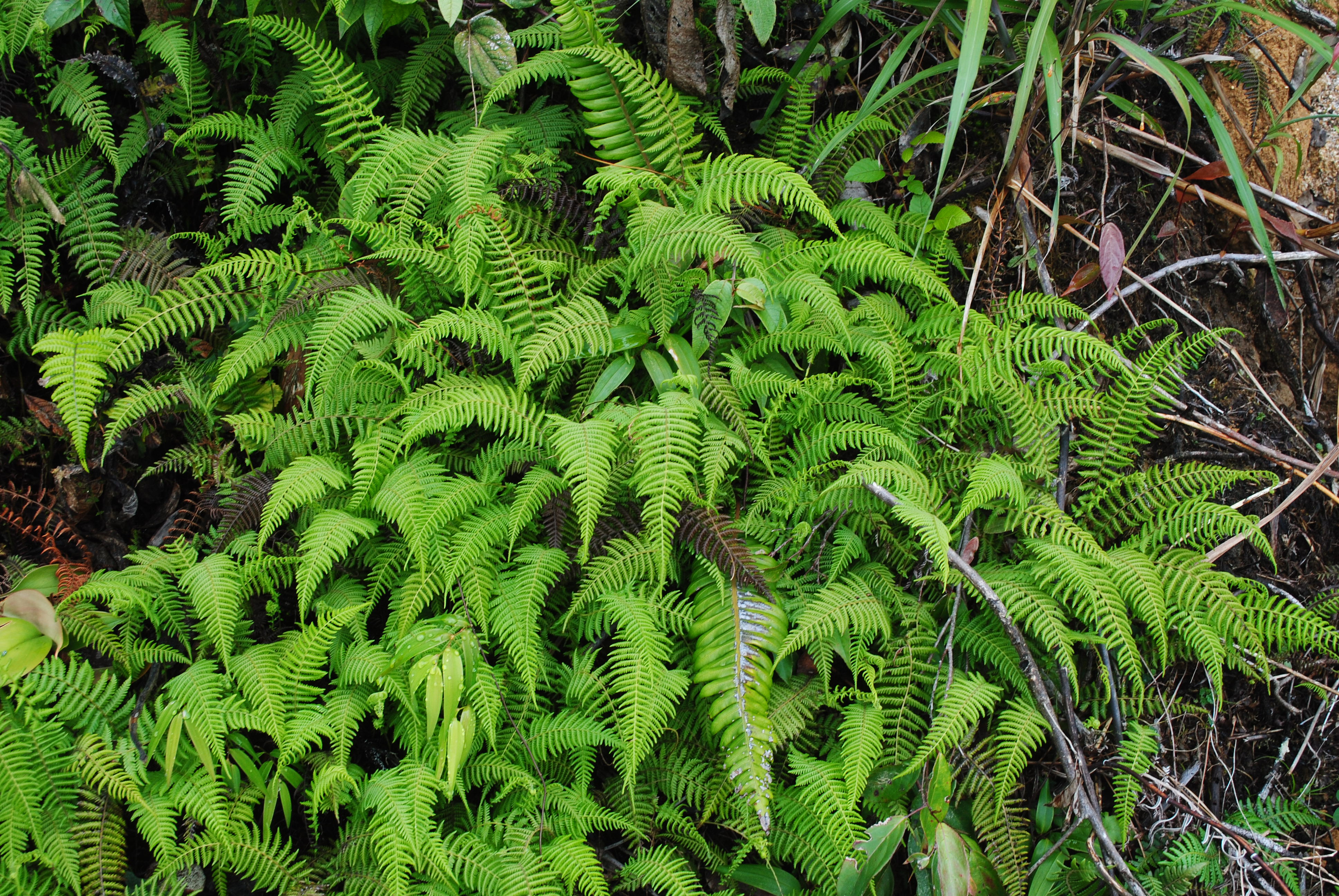 Parathelypteris beddomei