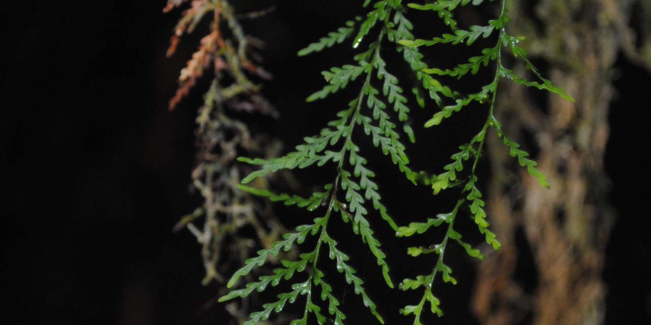 Tomophyllum bipinnatifidum