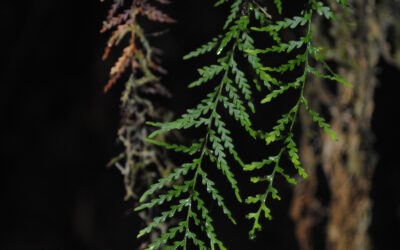 Tomophyllum bipinnatifidum