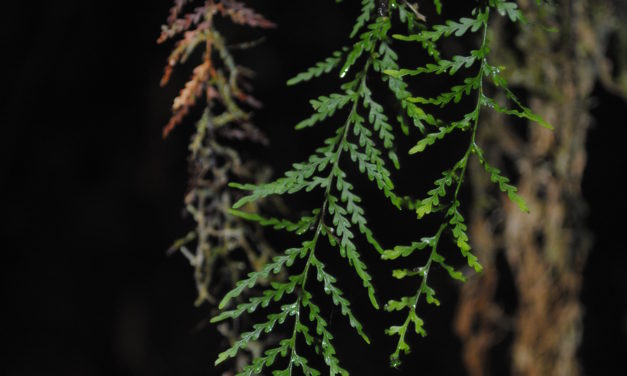 Tomophyllum bipinnatifidum