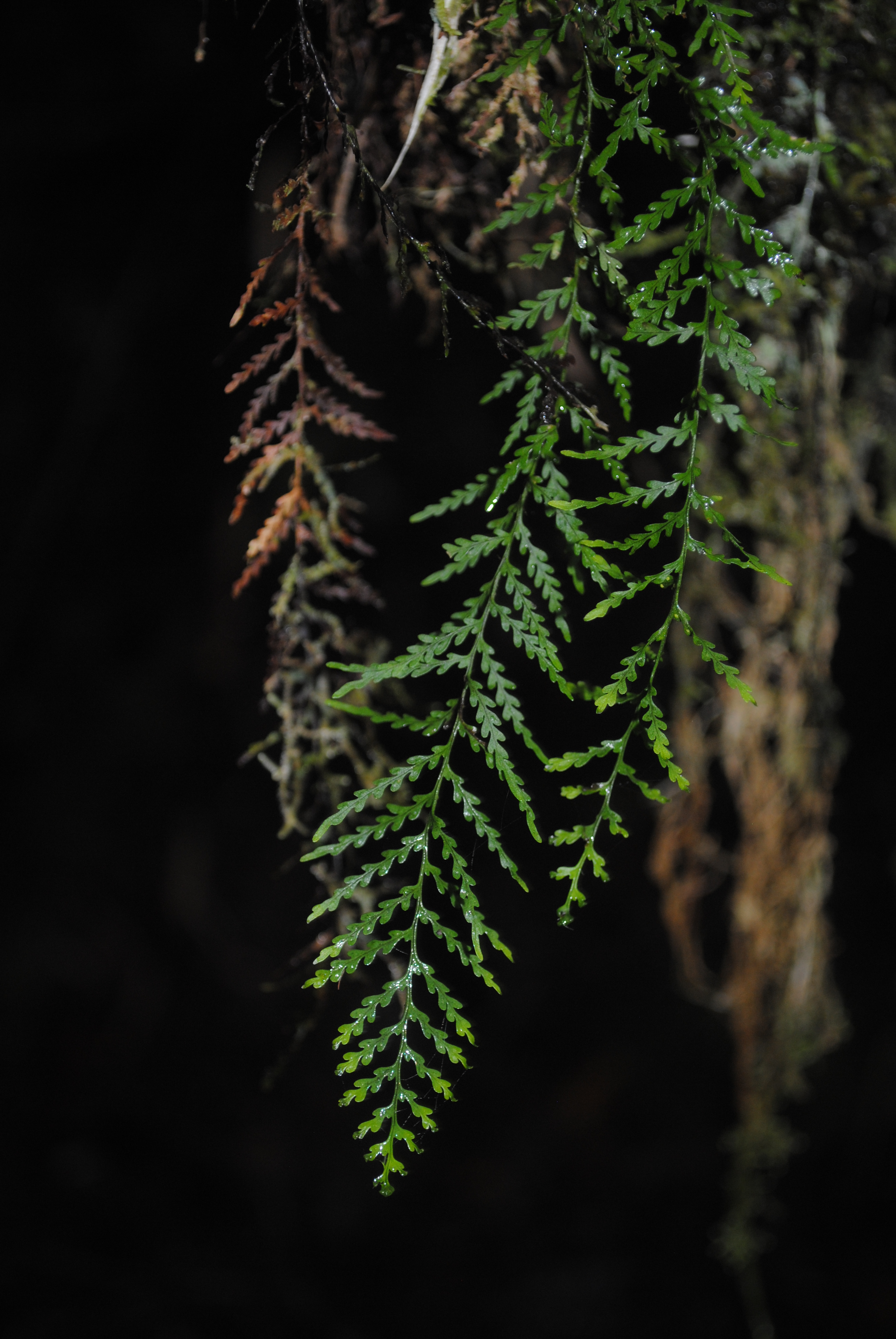 Tomophyllum bipinnatifidum