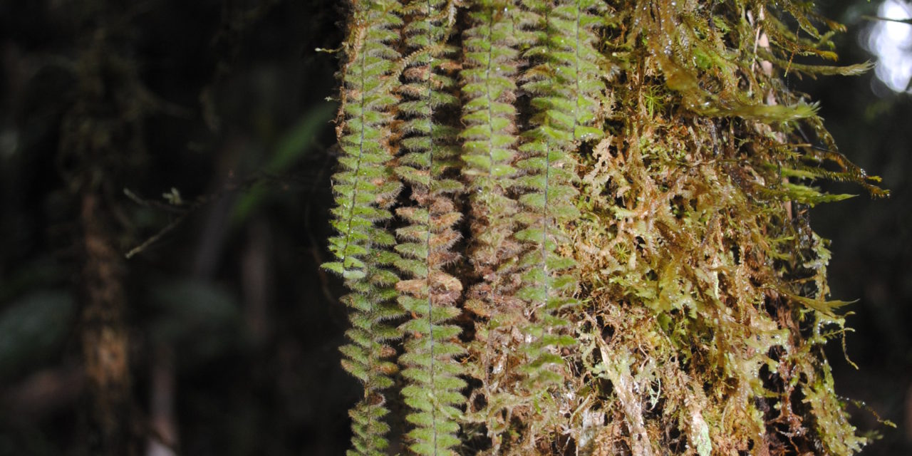 Tomophyllum beleense