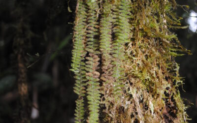 Tomophyllum beleense