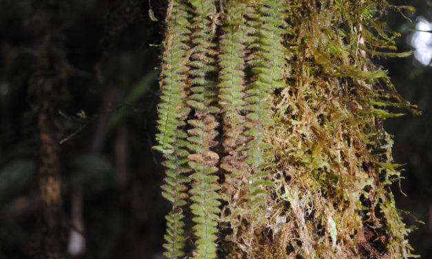 Tomophyllum beleense