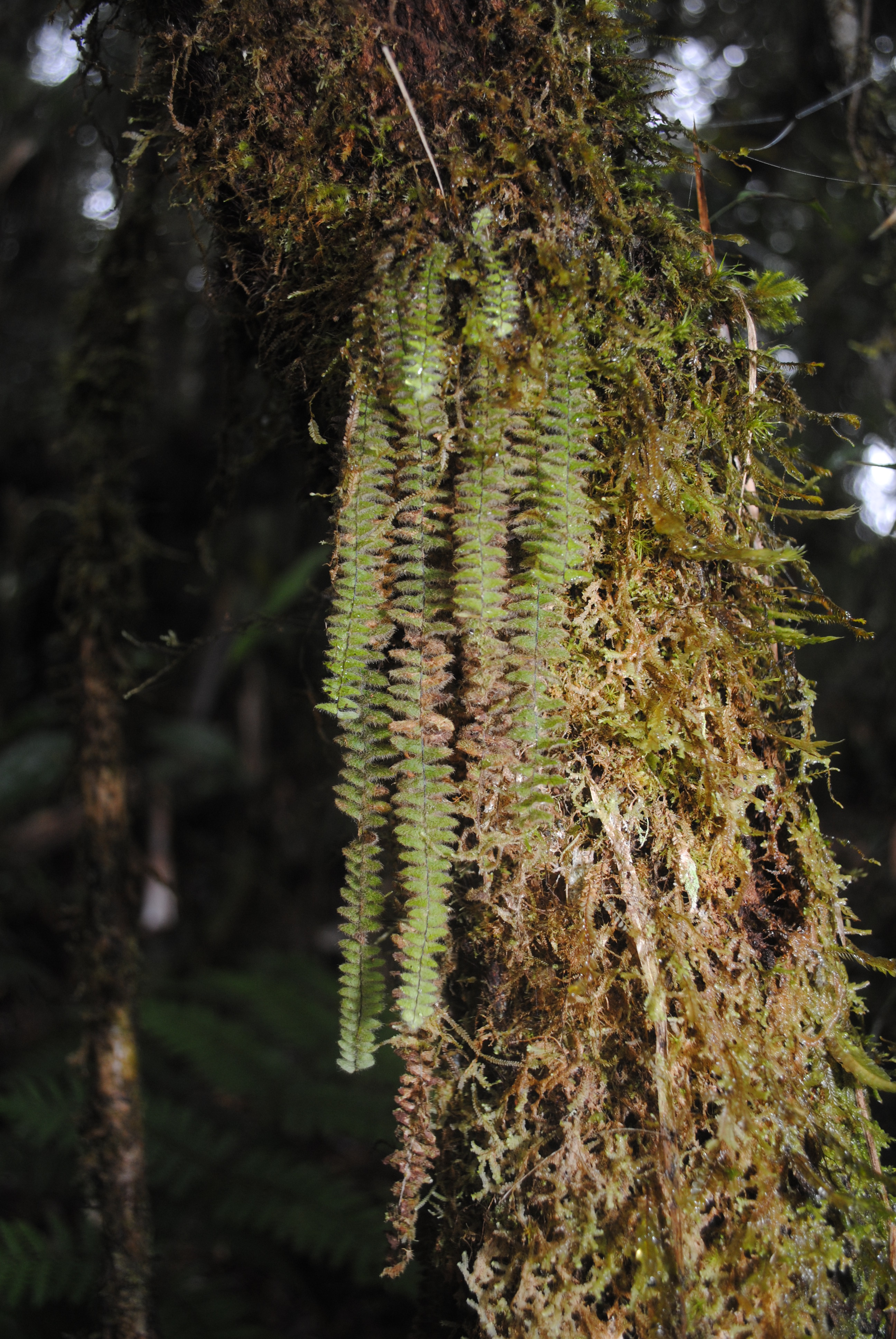 Tomophyllum beleense