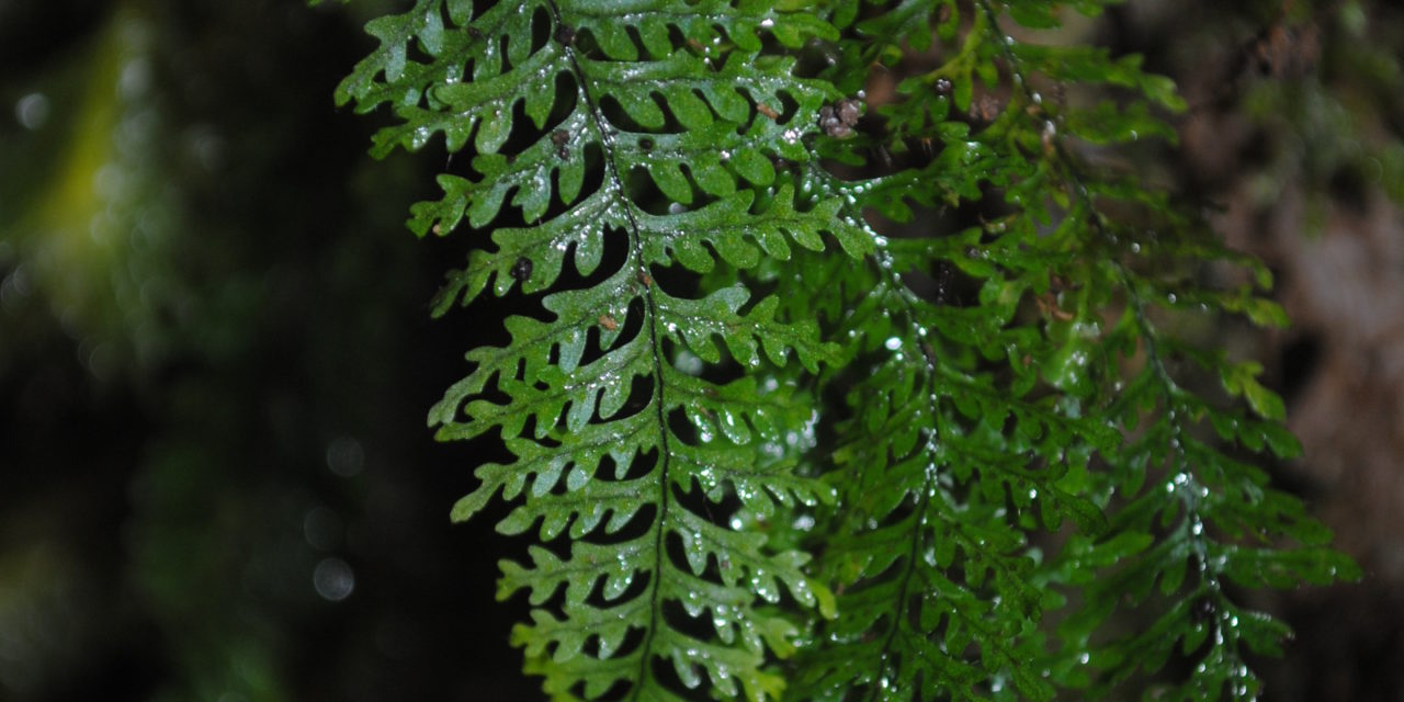 Tomophyllum subsecundodissectum