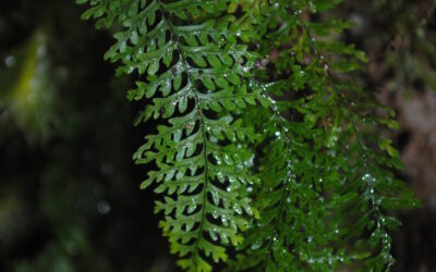 Tomophyllum subsecundodissectum