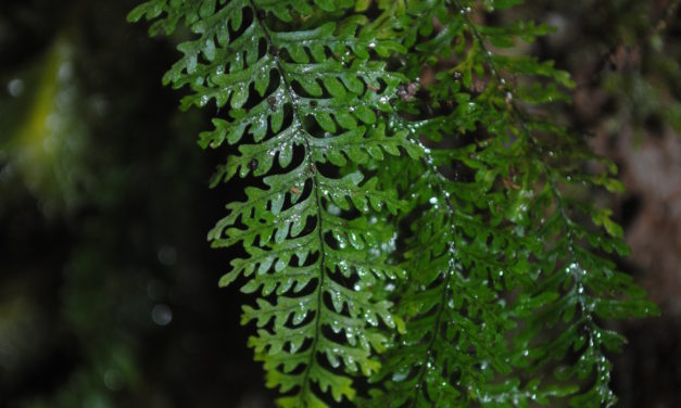 Tomophyllum subsecundodissectum