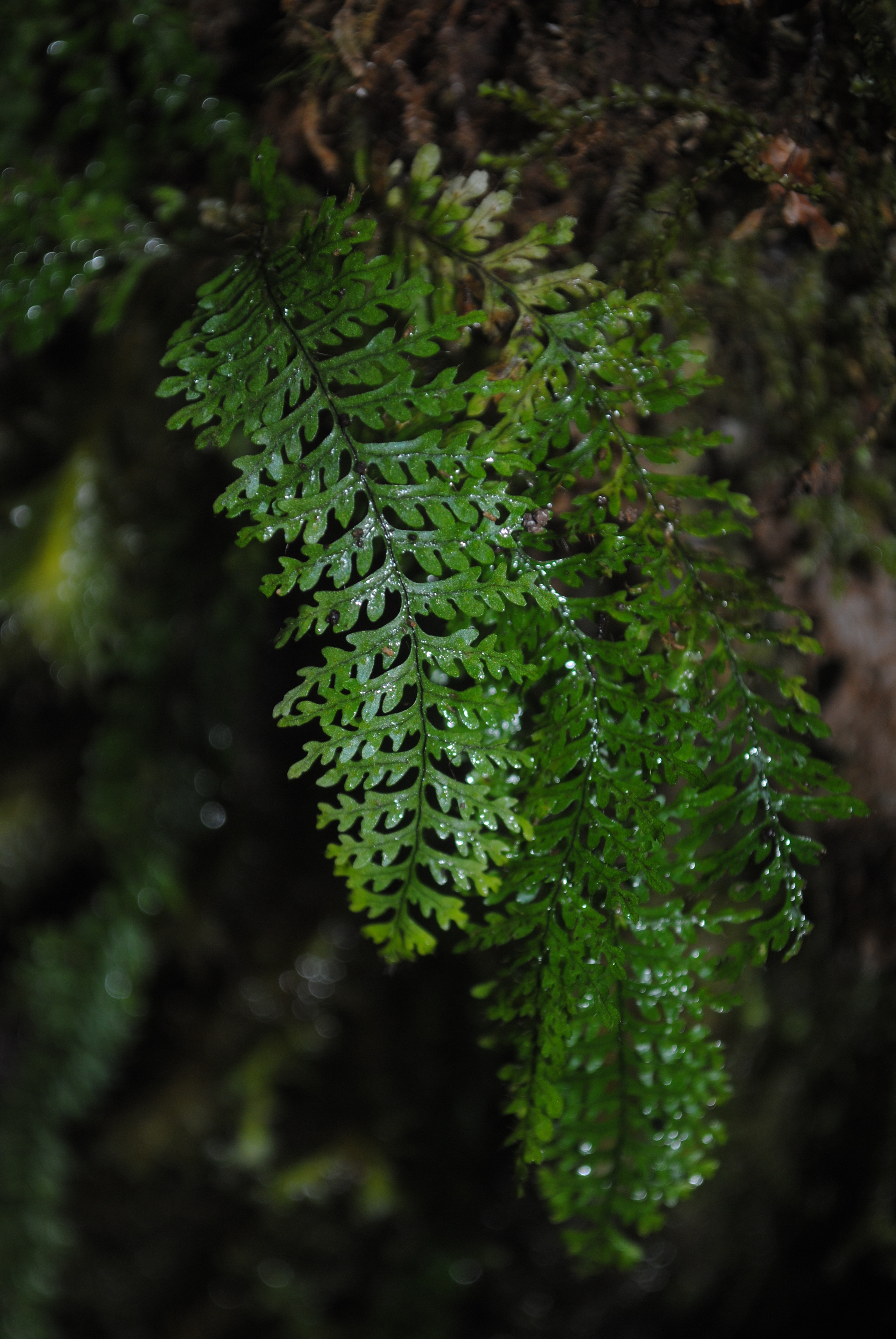 Tomophyllum subsecundodissectum