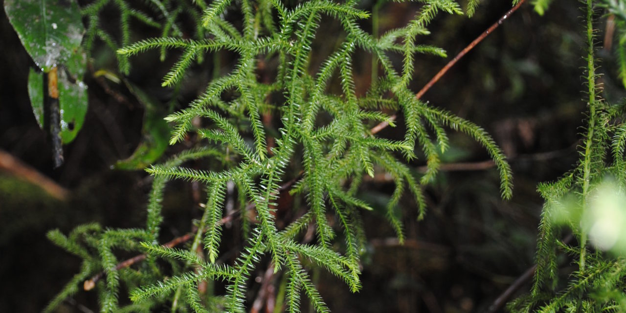 Lycopodium clavatum sensu lato