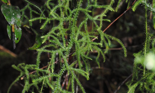 Lycopodium clavatum sensu lato