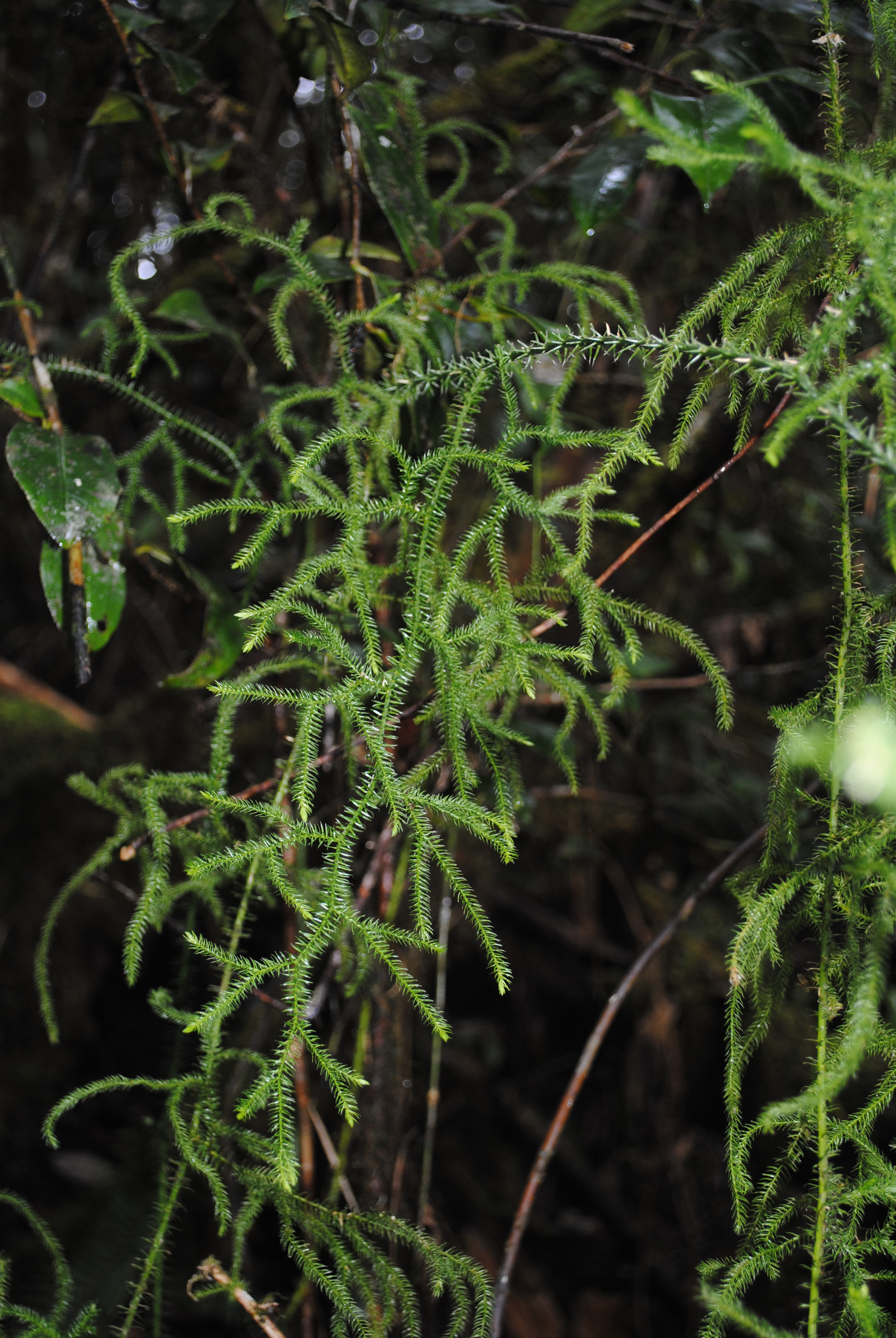 Lycopodium clavatum sensu lato