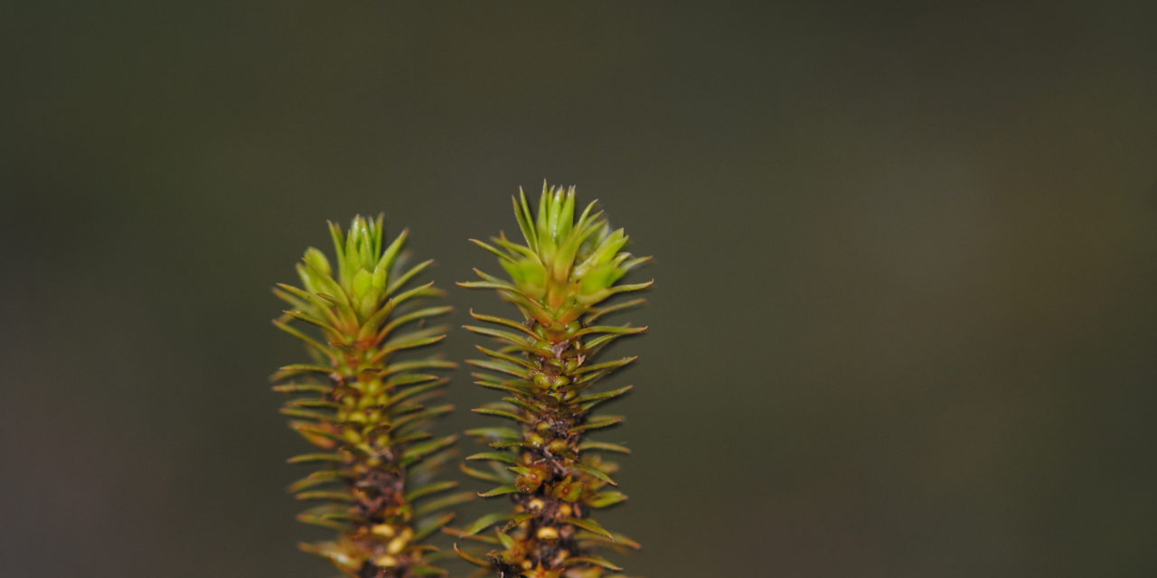 Huperzia cf quasipolytrichioides