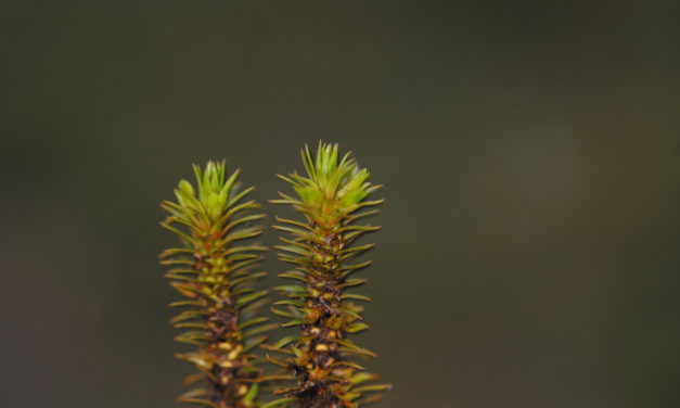 Huperzia cf quasipolytrichioides