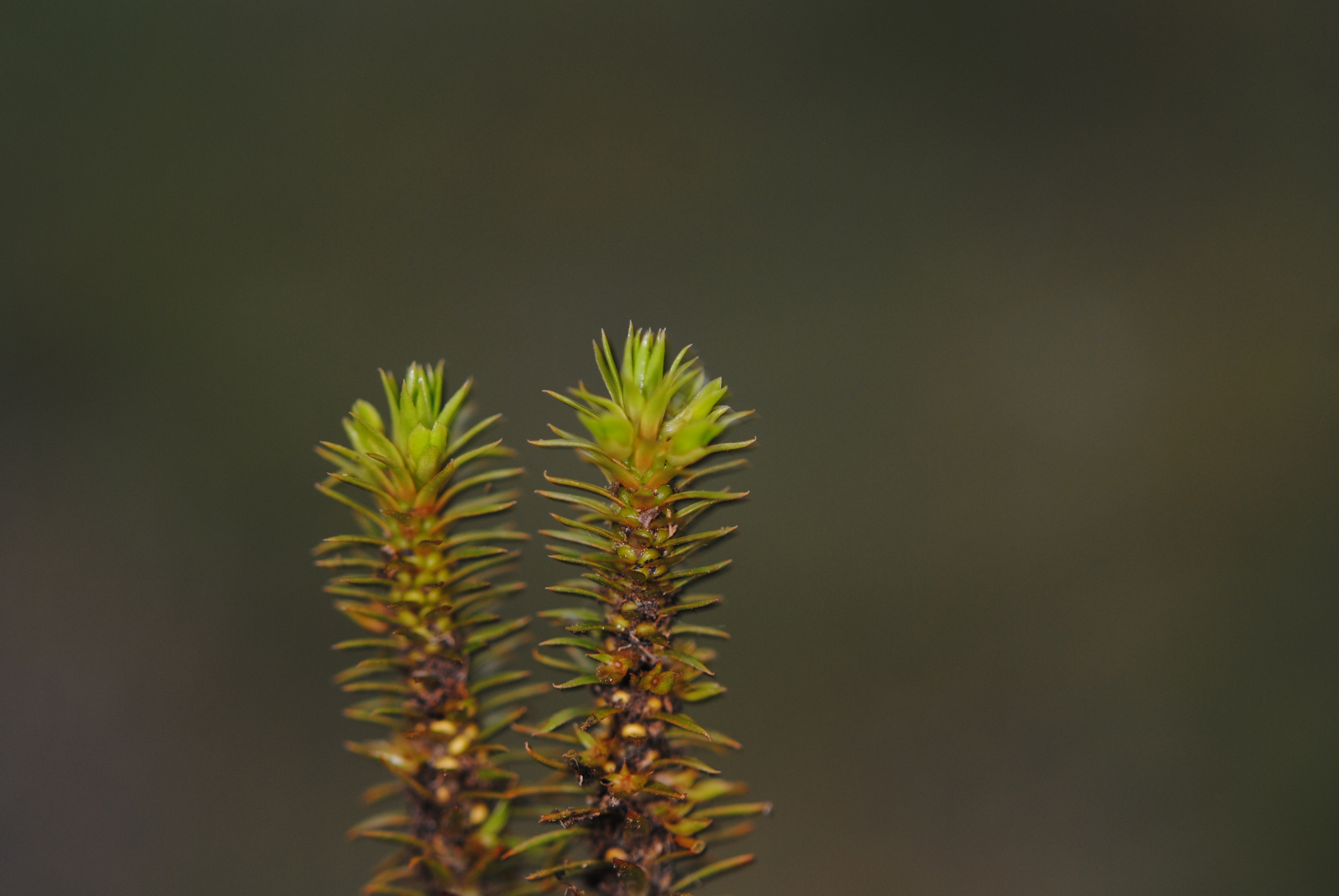 Huperzia cf quasipolytrichioides