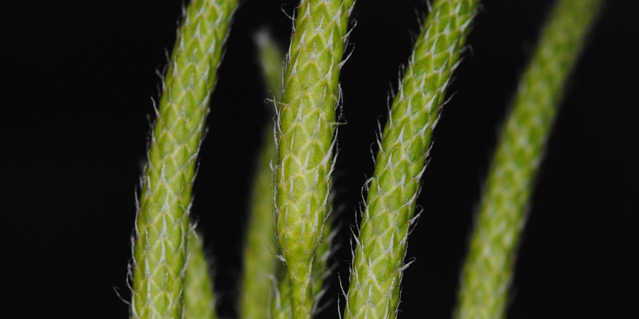 Lycopodium clavatum s.l.