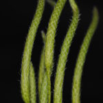 Lycopodium clavatum s.l.