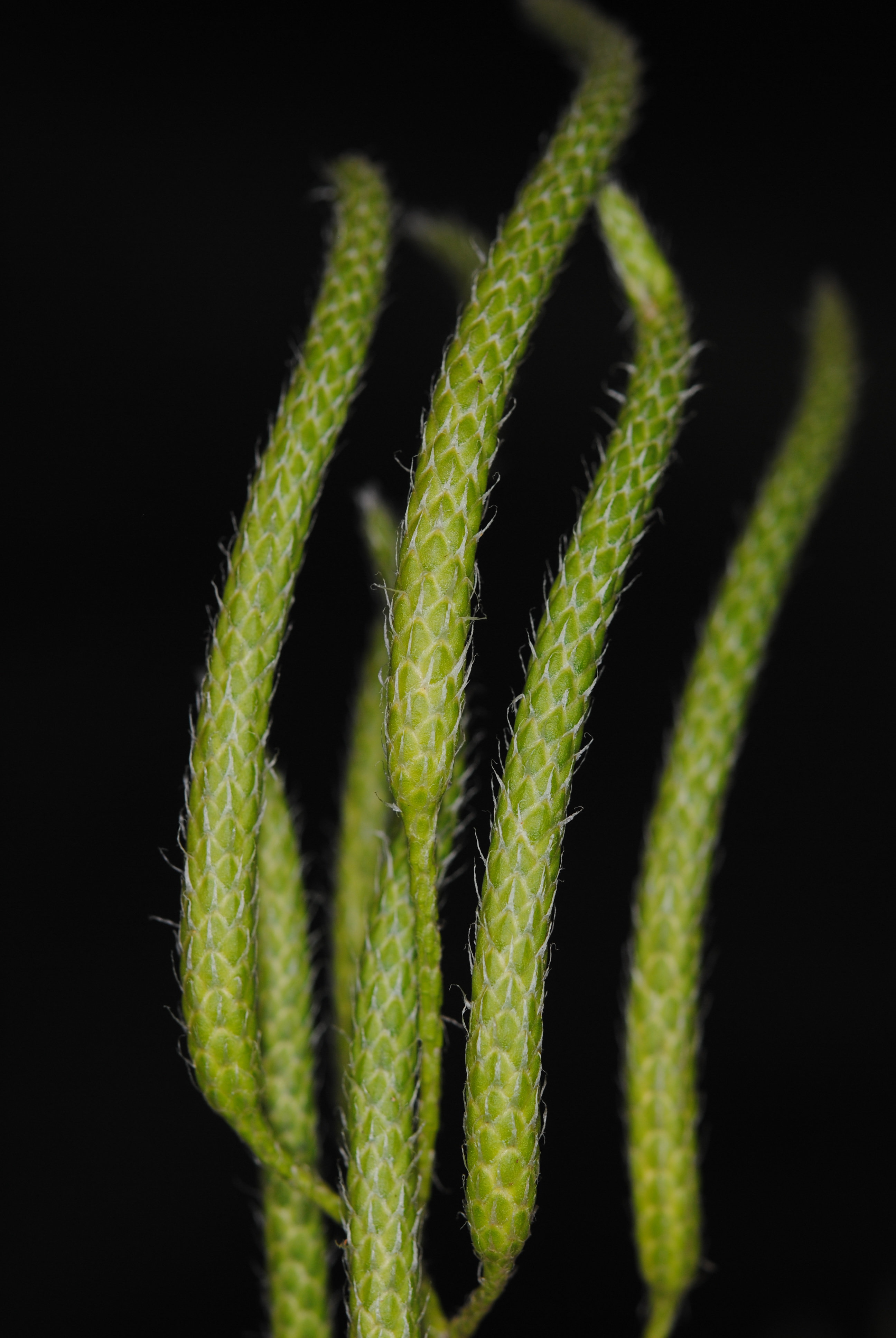 Lycopodium clavatum s.l.