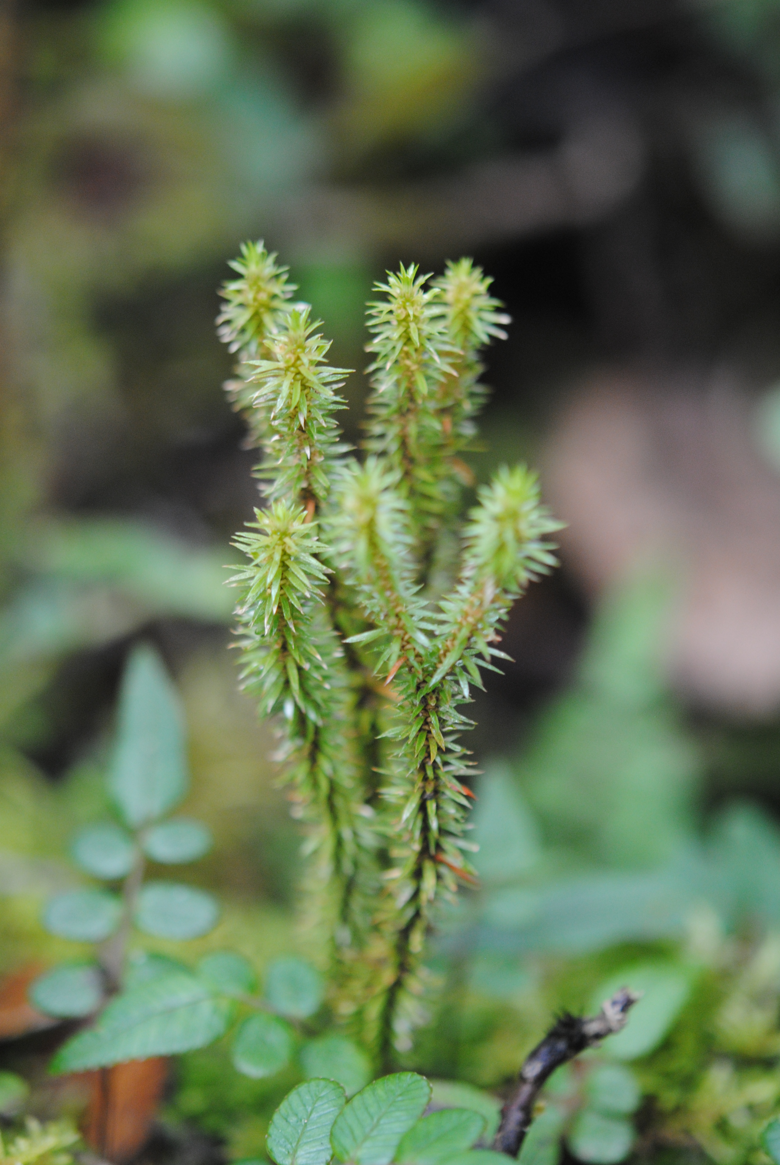 Huperzia quasipolytrichioides