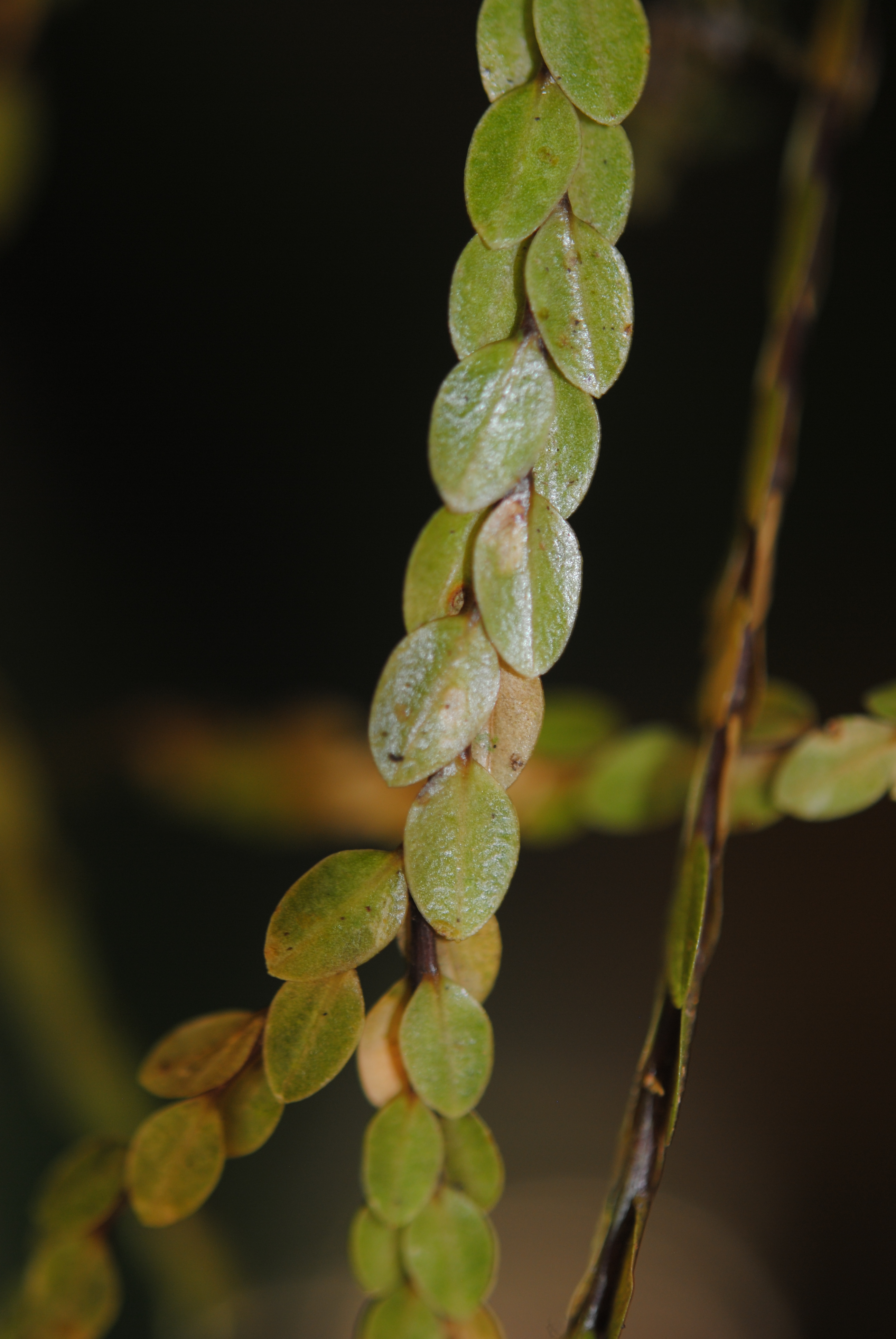 Phlegmariurus nummulariifolius