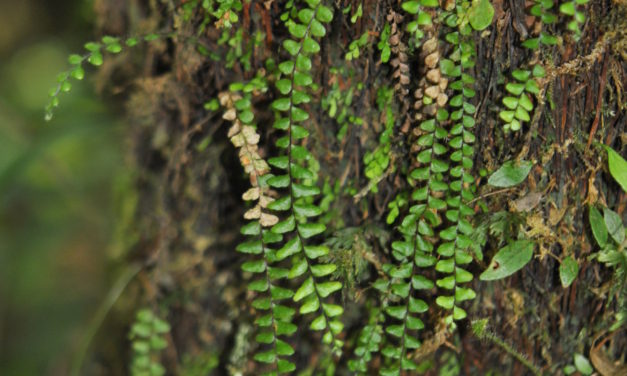 Alansmia senilis (Fée) Moguel & M. Kessler