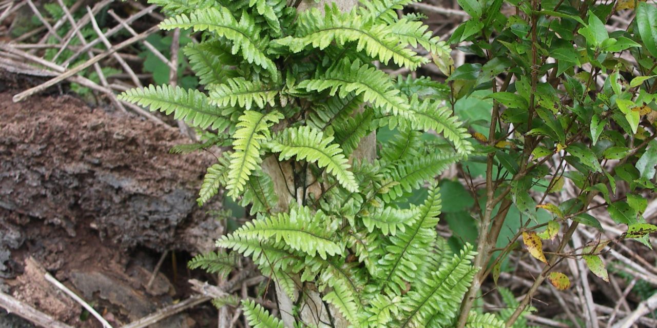 Arthropteris altescandens