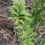 Arthropteris altescandens