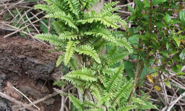 Arthropteris altescandens