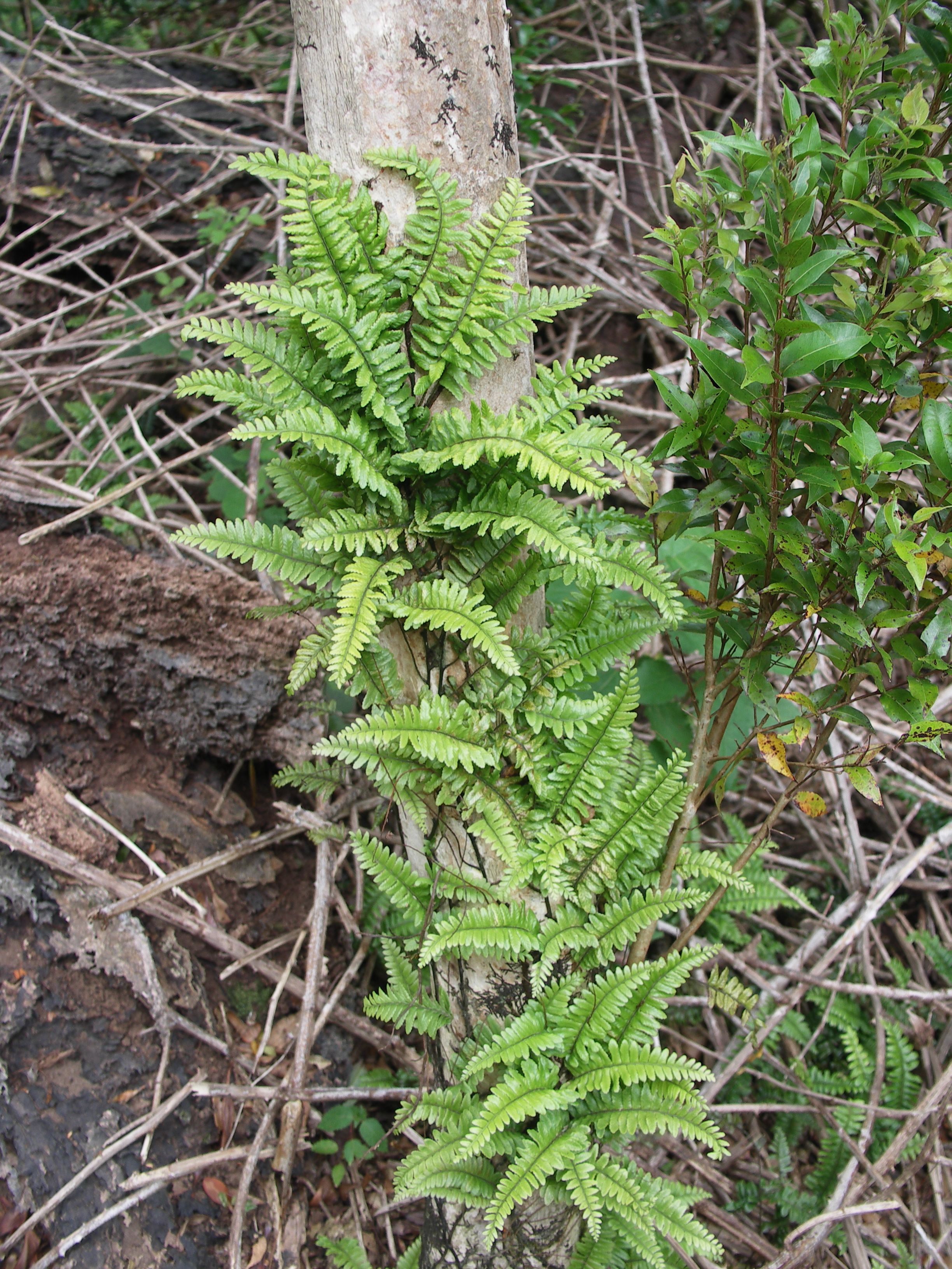 Arthropteris altescandens