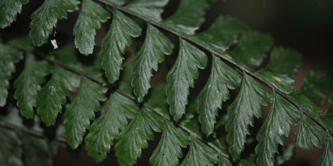 Asplenium miradorense