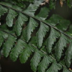 Asplenium miradorense