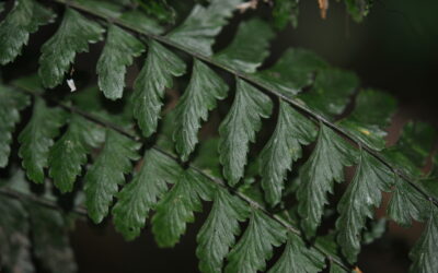 Asplenium miradorense