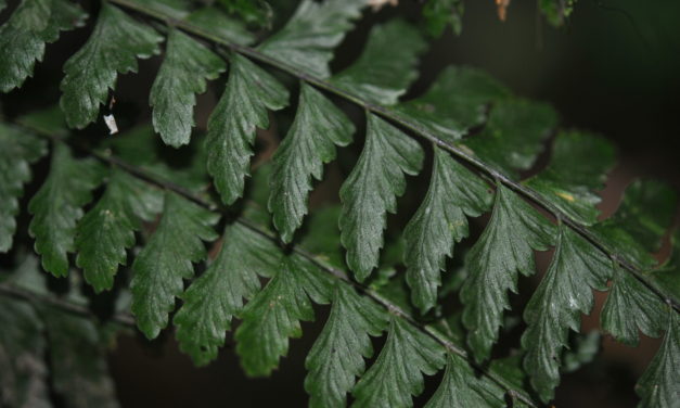 Asplenium miradorense